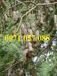 CÂY GIỐNG ME THÁI